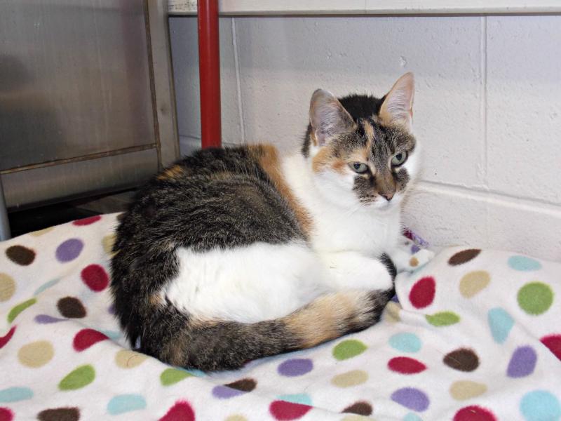 Cici, a sweet 13-year-old female cat. The staff thinks she might be part Siamese because of her voice when she “speaks.” KATRINA CLARK/Boothbay Register