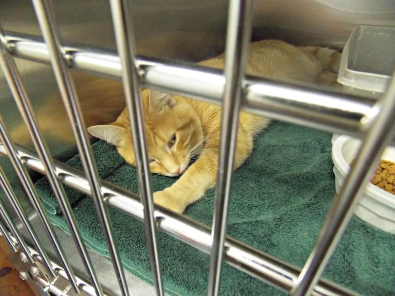 Blake, a three-year old male stray, recovers after routine surgery. KATRINA CLARK/Boothbay Register