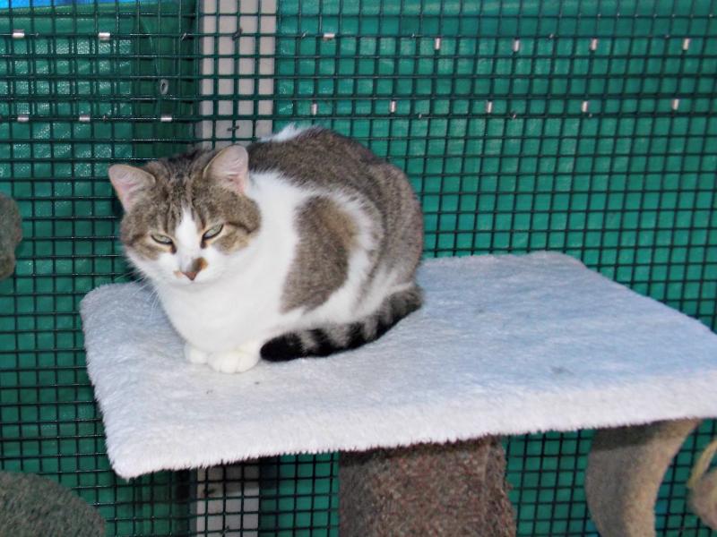 Lexi is four years old, and has a microchip that can be reassigned to a new owner. KATRINA CLARK/Boothbay Register