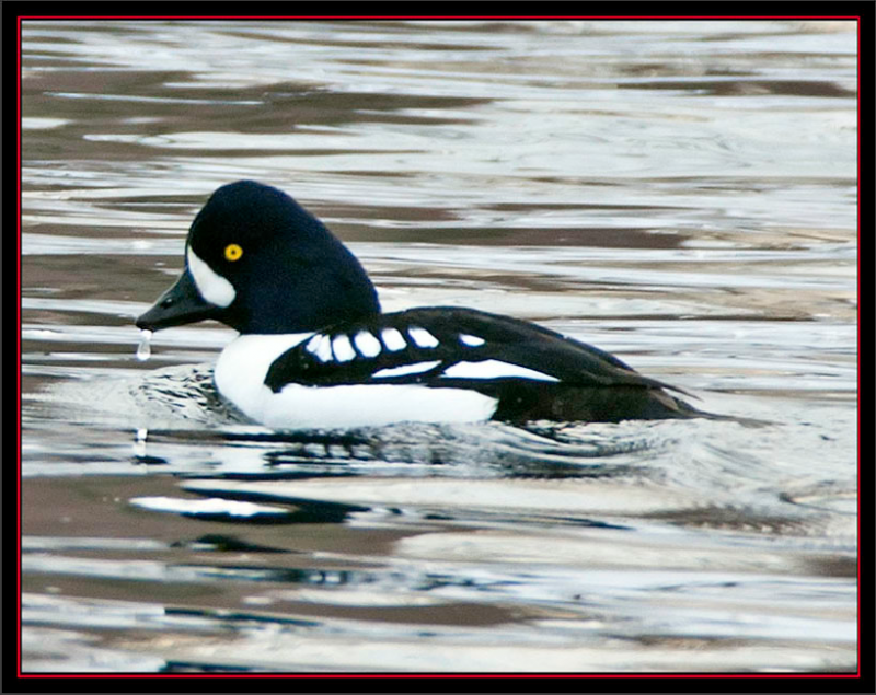 Wonderful Winter Waterfowl Wiscasset Newspaper