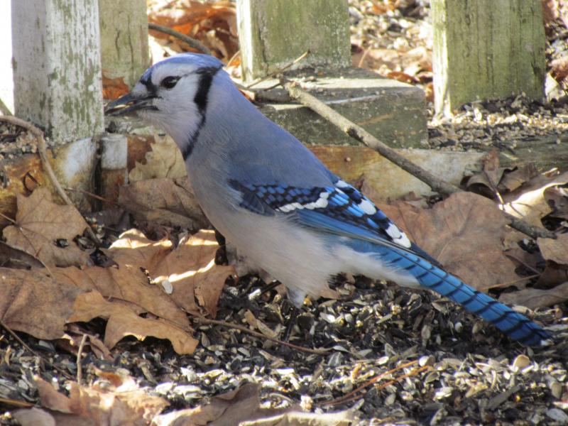 This Developing Adolescent Blue Jay Still Has Some of Its Baby Feathers