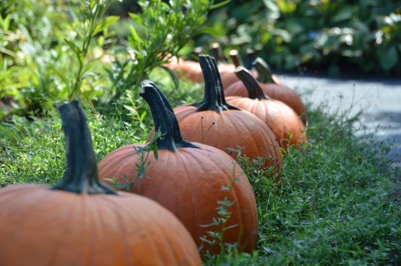 Pumpkin Hunt At Coastal Maine Botanical Gardens Oct 26 Wiscasset 