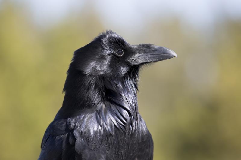 Ravens are smarter than your average bird - Yukon News