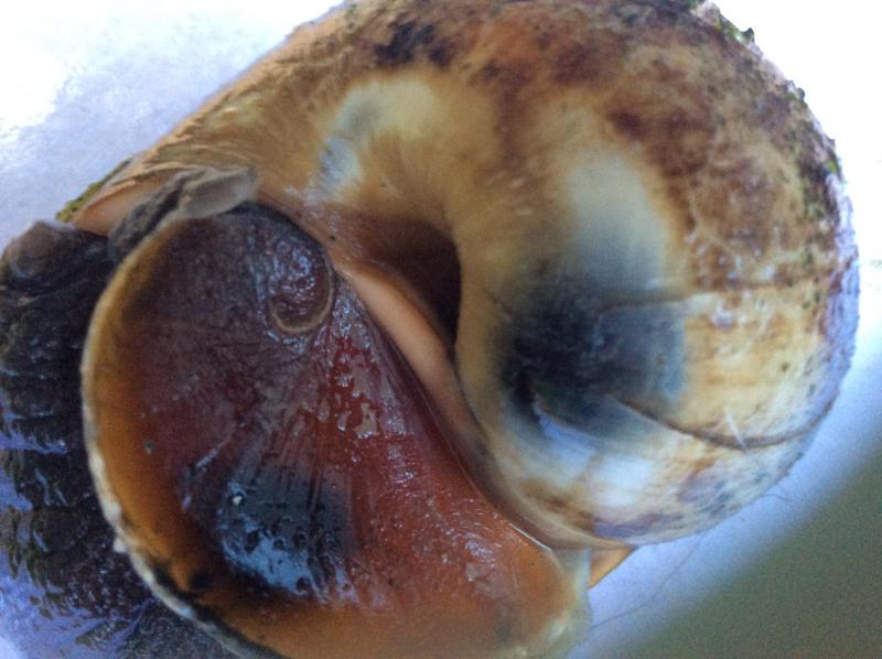 Predator fishing boat returns to harbour with a catch of whelks