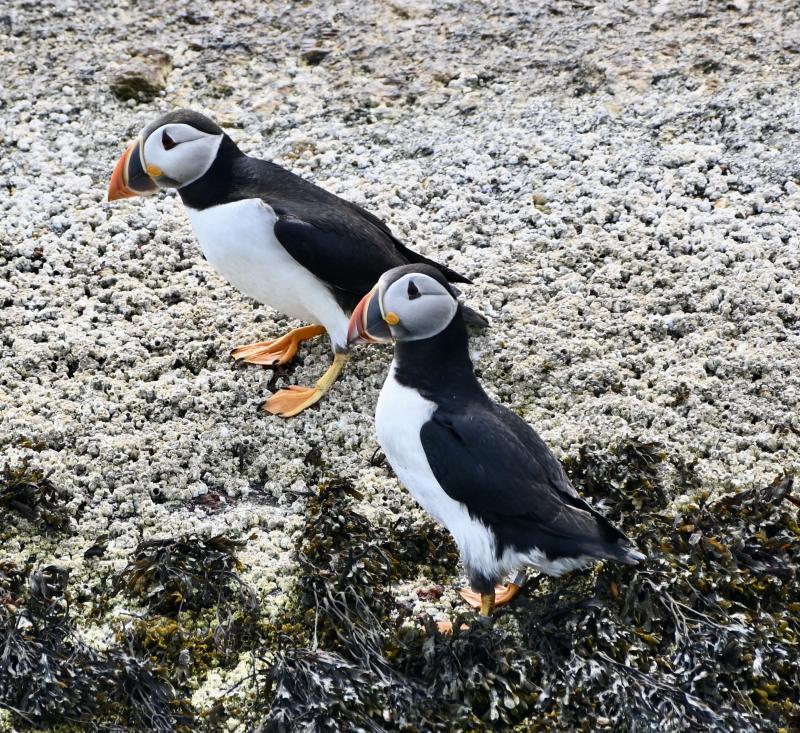 The Elusive Puffin - Lisa-Marie's Made in Maine