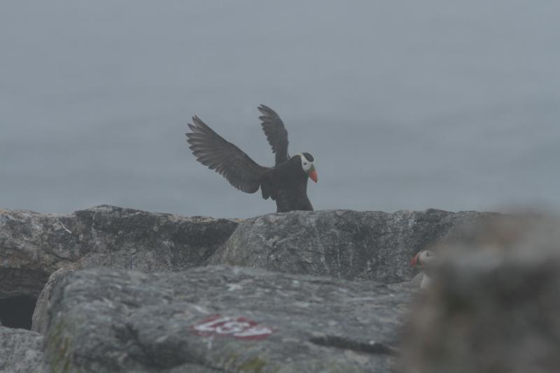 What Puffins Eat  Audubon Seabird Institute