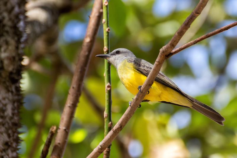 #bird-column, #tropical kingbird, #boothbay register, #jeff and allison wells, #maine, #birds