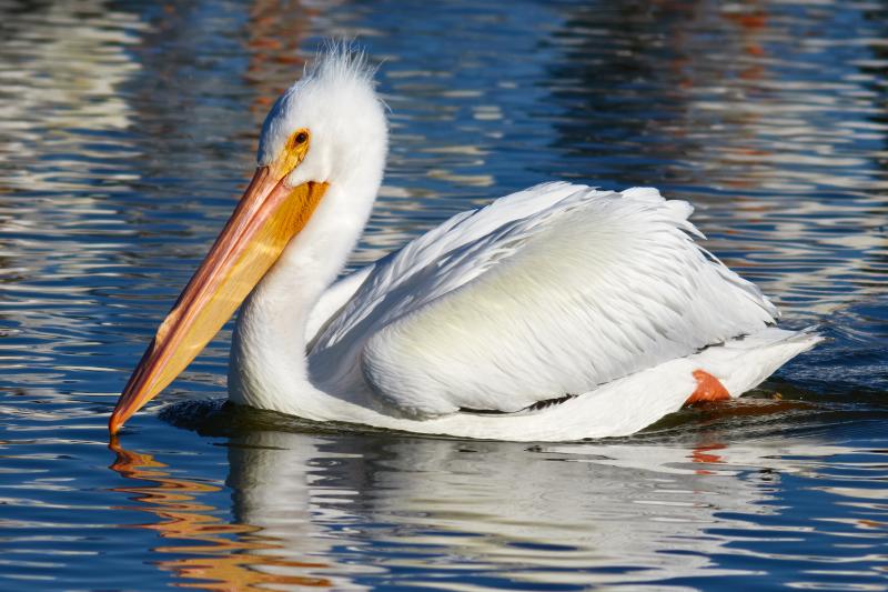 #bird-column, #bird migration, #migration, #birds, #boothbay register, #penbay pilot, #wiscasset newspaper, #jeff and allison wells, #maine, #american white pelican