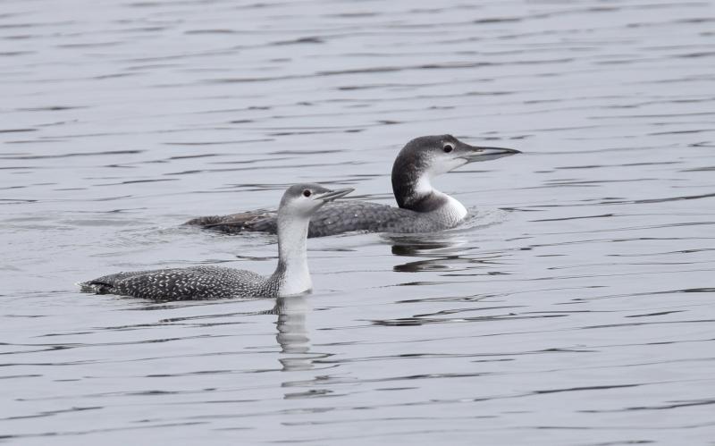 Red-throated loons are smaller and paler in their winter plumage than common loons, and they hold their bill tilted up. The bird on the left is a red-throated loon and the one on the right is a common loon. Photo by Andy Reago and Chrissy McClarren courtesy of Wikimedia Commons Red-throated loons are smaller and paler in their winter plumage than common loons, and they hold their bill tilted up. The bird on the left is a red-throated loon and the one on the right is a common loon. (Photo by Andy Reago & Chrissy McClarren courtesy of Wikimedia Commons)
