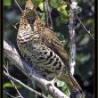 Ruffed grouse. Courtesy of Kirk Rogers