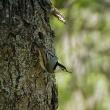 Like Black-capped Chickadees white-breasted nuthatches forage for insects under tree bark to make it through cold spells. Courtesy of Jeff Wells