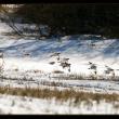 Snow Buntings, the famed "snow birds," in flight in an agricultural field in winter. Courtesy Kirk Rogers