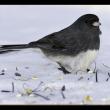 Dark-eyed Junco, another species of "snow bird," enjoying a snack on the ground under a feeder.