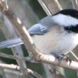 A black-capped Chickadee. Courtesy of Jeff Wells