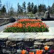 Early tulips are in bloom now and fountains are already flowing at Coastal Maine Botanical Gardens. Courtesy of Barbara Freeman 