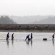 WMS eighth graders seed the flats at Polly Clark Cove on June 11. Courtesy of Wiscasset Middle School 