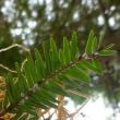 adelgid, ladybird beetle