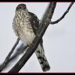 Sharp-shinned Hawk, Kirk Rogers