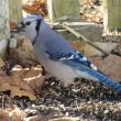 Blue Jay, Jeff Wells, Boothbay Register, maine