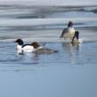 Common merganser, Jeff Wells, Boothbay Register