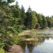 Tibbetts Pond-Ocean Point, Boothbay Register, #bird-column