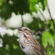 #bird-column, #Boothbay-Register, #Jeff-and-Allison-Wells, #Allison-Wells, #Wiscasset-Newspaper, #Maine, #Birding-in-Maine