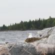 #bird-column, #jeff-and-allison-wells, #boothbay-register, #maine, #gulls, #birds