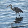 #bird-column, #jeff-and-allison-wells, #Boothbay-Register, #birds, #maine, #great-blue-heron