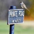 #bird-column, #boothbay-register, #Jeff-and-Allison-Wells, #birds, #maine, #ash-throated-flycatchers