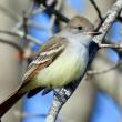 #bird-column, #boothbay-register, #Jeff-and-Allison-Wells, #birds, #maine, #ash-throated-flycatchers