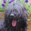 Briard, Barnako