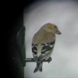 #bird-column, #Jeff and Allison Wells, #boothbay register, #maine, #birds, #american goldfinch