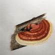 Reishi mushroom watercolor by Hilary E. Bartlett