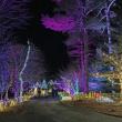 Gardens Aglow. STEVE EDWARDS/Boothbay Register