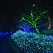 Gardens Aglow. STEVE EDWARDS/Boothbay Register