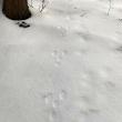 The telltale tracks of a snowshoe hare in fresh snow. Hikers will look for these and other tracks and signs on a Jan. 11 walk with Coastal Rivers naturalist Sarah Gladu. Courtesy of Coastal Rivers