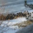 The mallard flock rushes in for a bread hand out. Can you spot the northern pintail among them? (Photo courtesy of Jeff Wells)