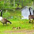 Geese and babies. STEVE EDWARDS/Boothbay Register