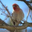 House finch was among the 117 bird species counted in Maine for this year's Great Backyard Bird Count. (Photo courtesy of Jeff Wells)