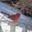 Like thousands of other people who participated in the Great Backyard Bird Count enjoyed seeing birds like the northern cardinal in the yard. (Photo courtesy of Jeff and Allison Wells)