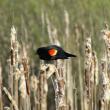 Red-wing blackbird is an iconic bird of spring. (Photo courtesy of Jeff Wells)