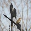 The few song sparrows that spent the winter around the authors' yard are now moving into "spring mode"—singing! (Photo courtesy of Allison Wells)