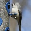 As spring approaches, the singing of the tufted titmouse becomes more prominent, often resulting in "song dueling." (Photo courtesy of David Small)