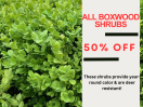 50% OFF ALL BOXWOODS!