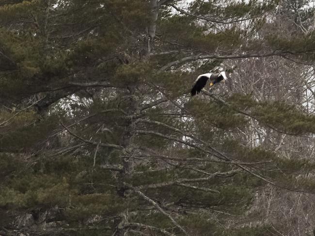 Steller’s sea eagle