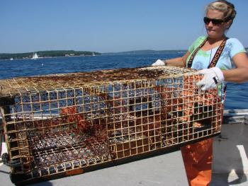Sally Lloyd, an employee on the 'Amy Gale,' hoists a trap from the side of the boat to a table where the lobsters in it can be sorted. HILARY RIBONS/Boothbay Register Sally Lloyd, lobster, Hilary Ribons, Boothbay Register