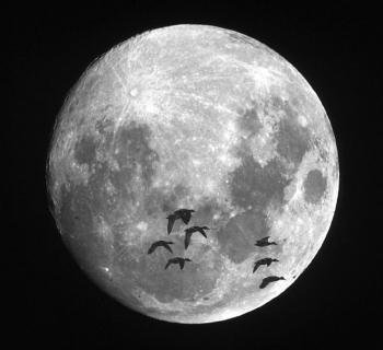 Mallards flying in front of the moon. Courtesy of Kirk M. Rogers.