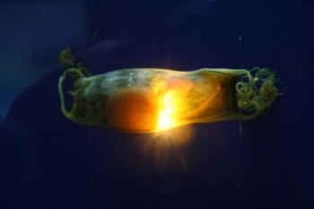 An egg case that contains a chain catshark pup like the three that recently hatched at the Maine State Aquarium. Courtesy of Aimee Hayden-Rodriques/Maine State Aquarium