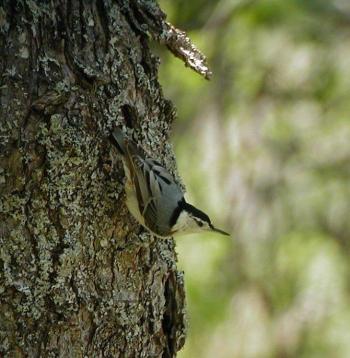 Like Black-capped Chickadees white-breasted nuthatches forage for insects under tree bark to make it through cold spells. Courtesy of Jeff Wells