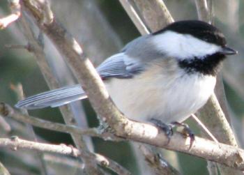 A black-capped Chickadee. Courtesy of Jeff Wells